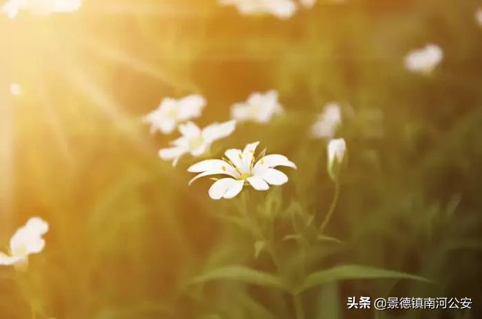 夜深花睡去最念是故人的出处,夜深花睡去最念是故人