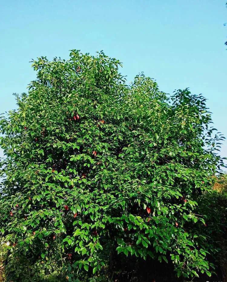 植物百科,植物百科视频