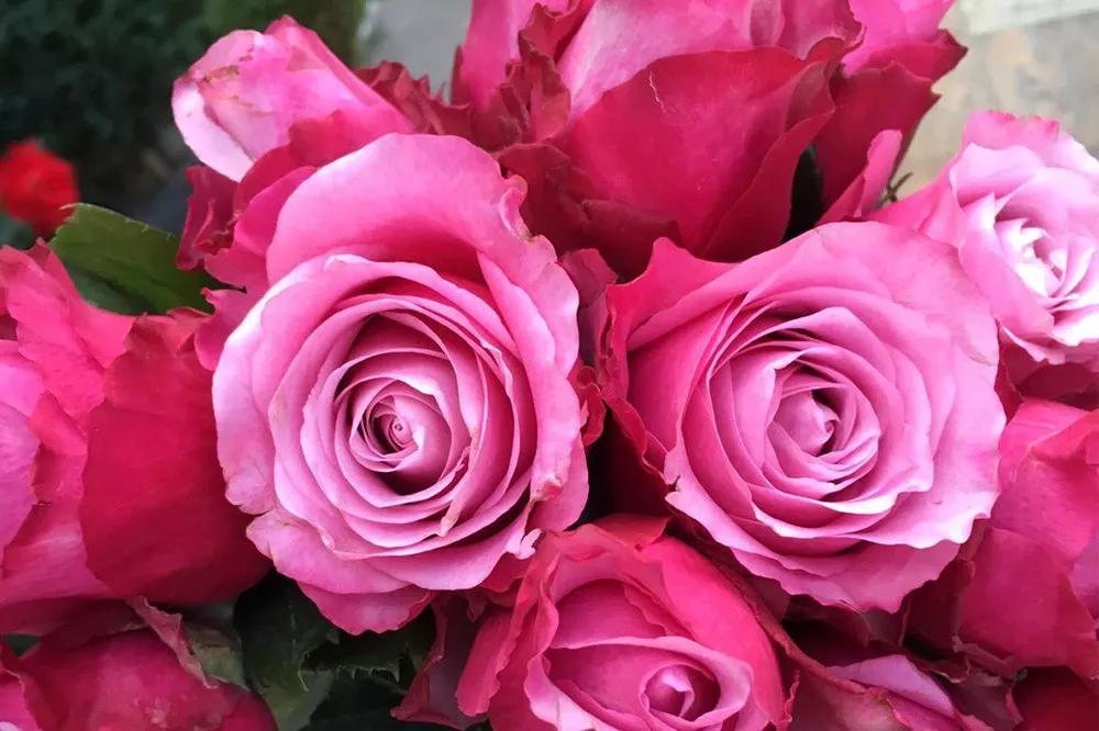 花店必备的5款玫瑰,花店最常用什么品种的玫瑰花
