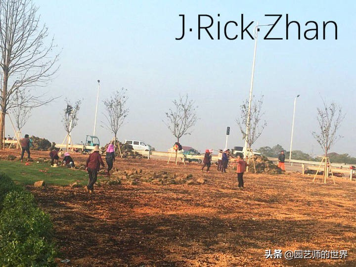 高尔夫果岭草坪家庭院子种植,麦冬草坪种植方法和注意事项