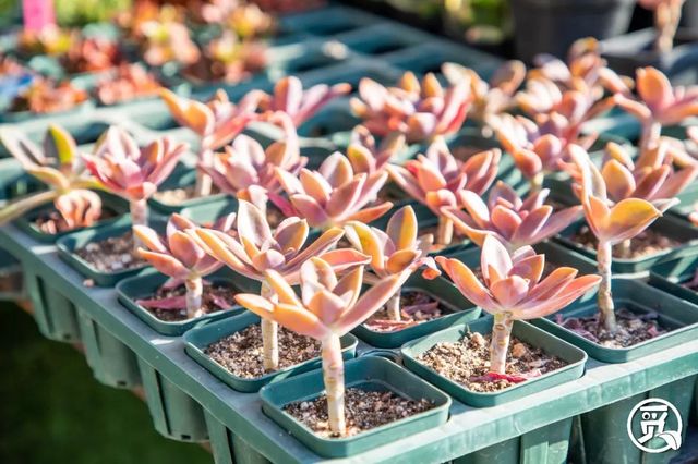 深圳花店有什么花,深圳龙华花店订花送花