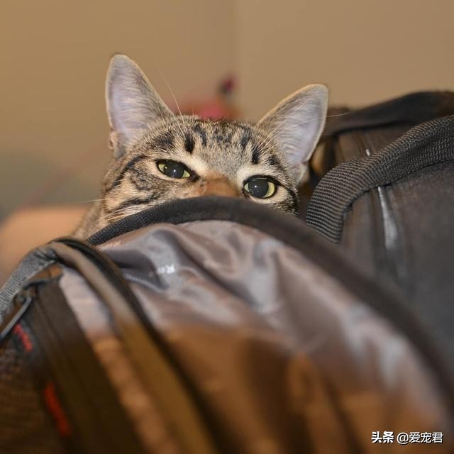 铲屎官怕仓鼠怎么办,铲屎官害怕猫呕吐