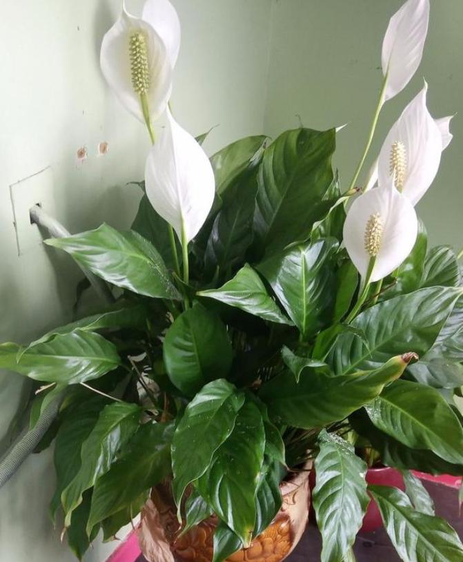 白掌的寓意以及养殖方法,白掌花的养护和习性