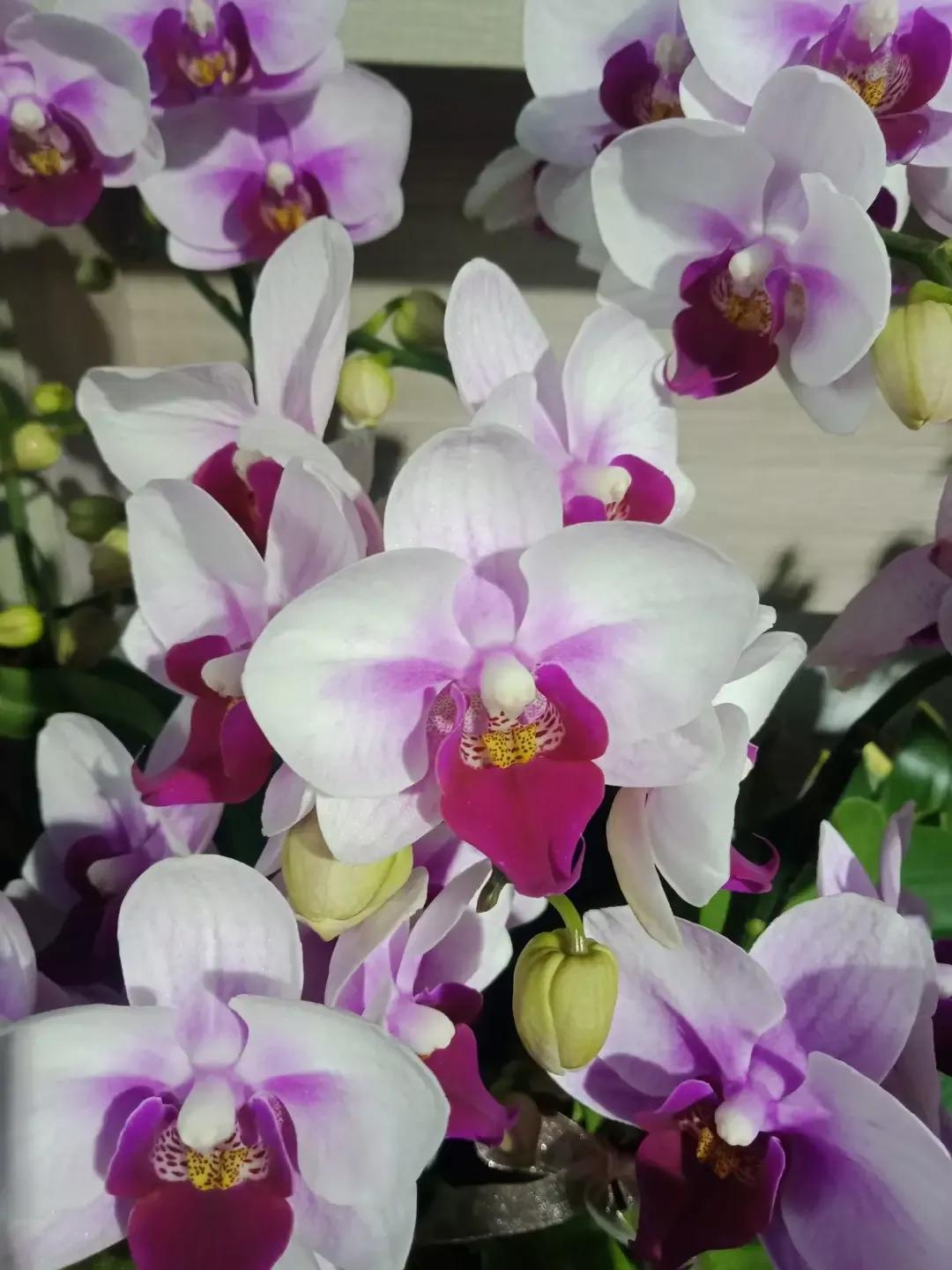 人睡着后不盖被子会着凉吗,人睡觉时为什么要枕枕头