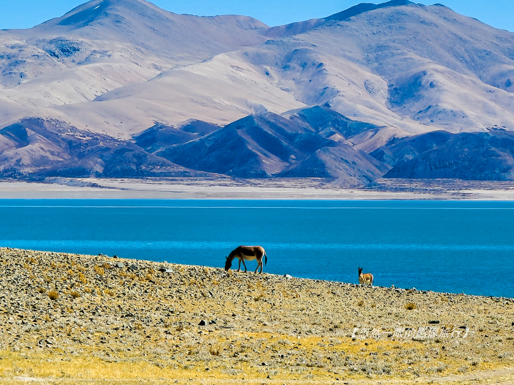 阿里无人区野狼出没,阿里无人区狐狸
