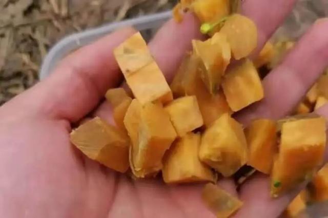 钓鱼利器鲤鱼拉大饵,钓鱼神药特效