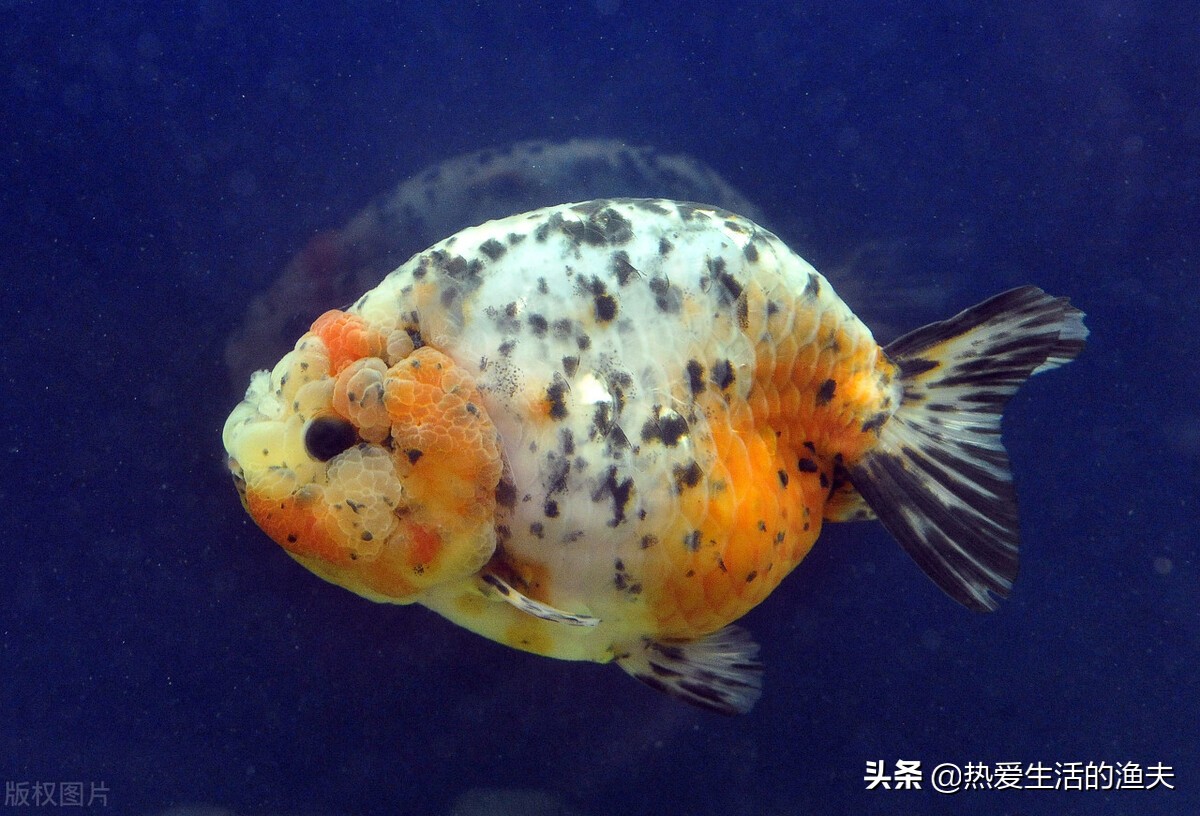 金鱼头部有白点是怎么回事,头瘤型金鱼好不好