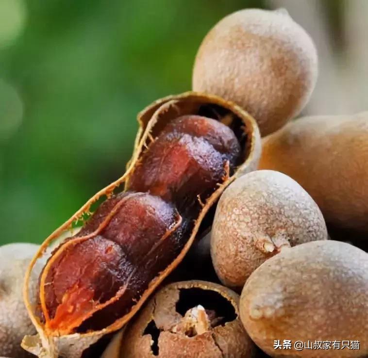 为什么吃甘蔗舌头两边会破,一吃甘蔗舌头就会流血怎么办