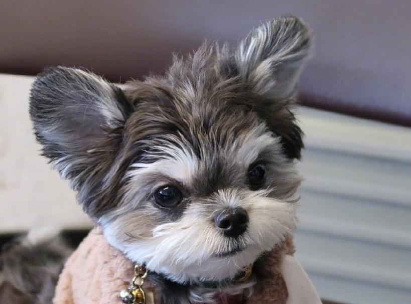 串串狗是什么犬种,串串狗到底是什么犬种