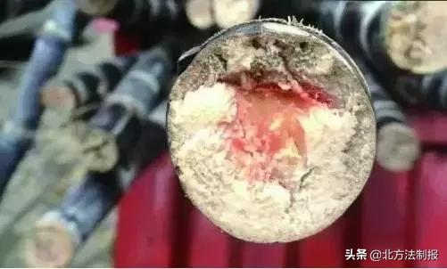 比毒蛇还毒100倍的食物,比毒蛇还毒的它千万别吃