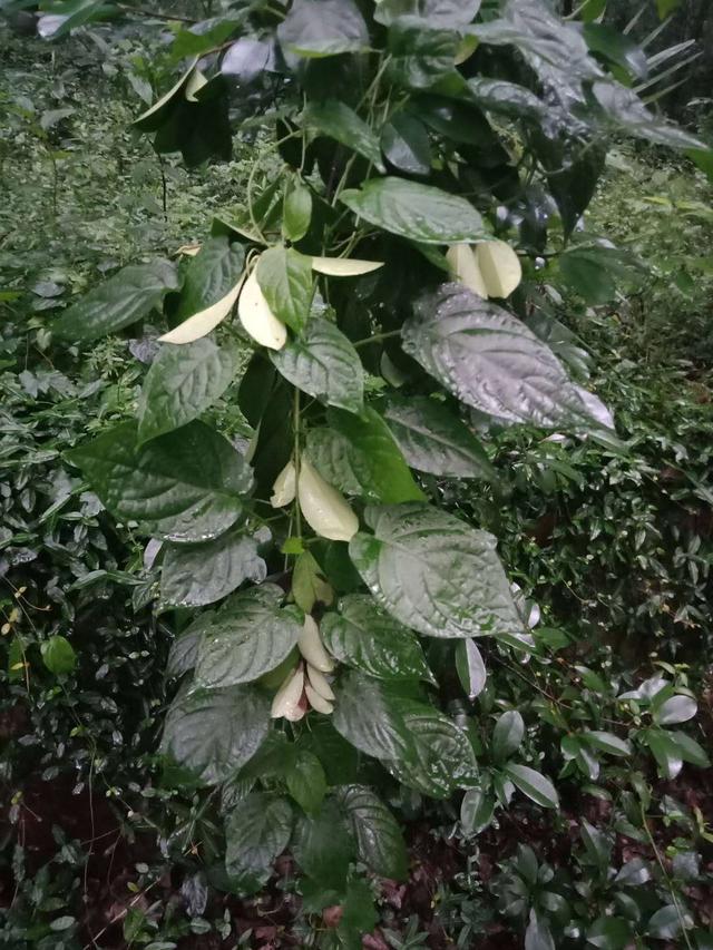 holdup测评,重新诠释经典