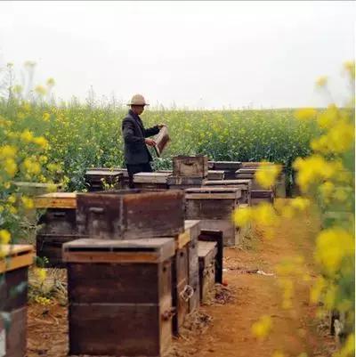 养蜂的技巧和饲喂方法,养蜂全自动饲喂器教程