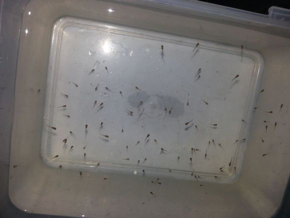 敌百虫能治疗金鱼吗,硫酸铜对金鱼有害吗