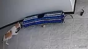 给猫咪装的摄像头是什么样子的,猫咪摄像头有哪些