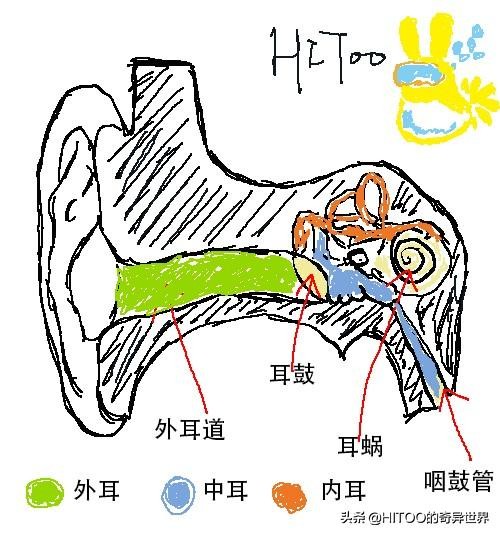 潜水如何克服耳压,潜水如何做耳压平衡