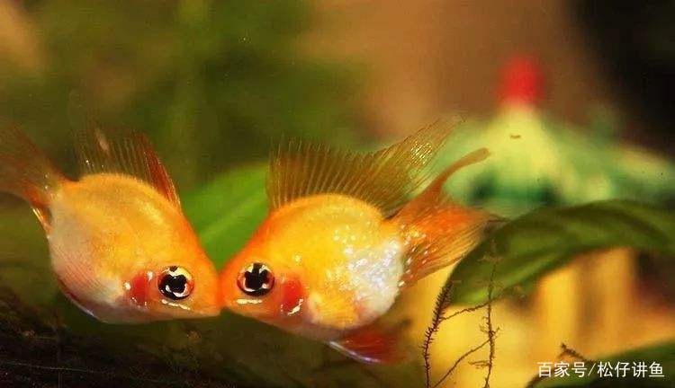 新手养凤尾短鲷注意什么,金波子适合跟什么鱼养