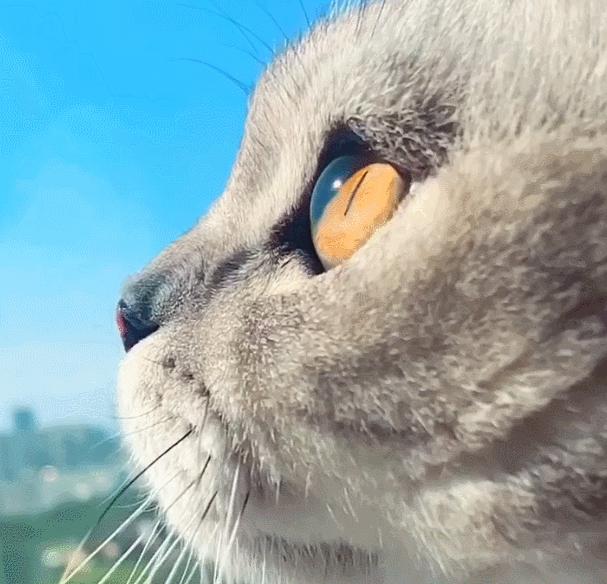 猫和老虎能杂交生育吗,猫和老虎可以生育吗