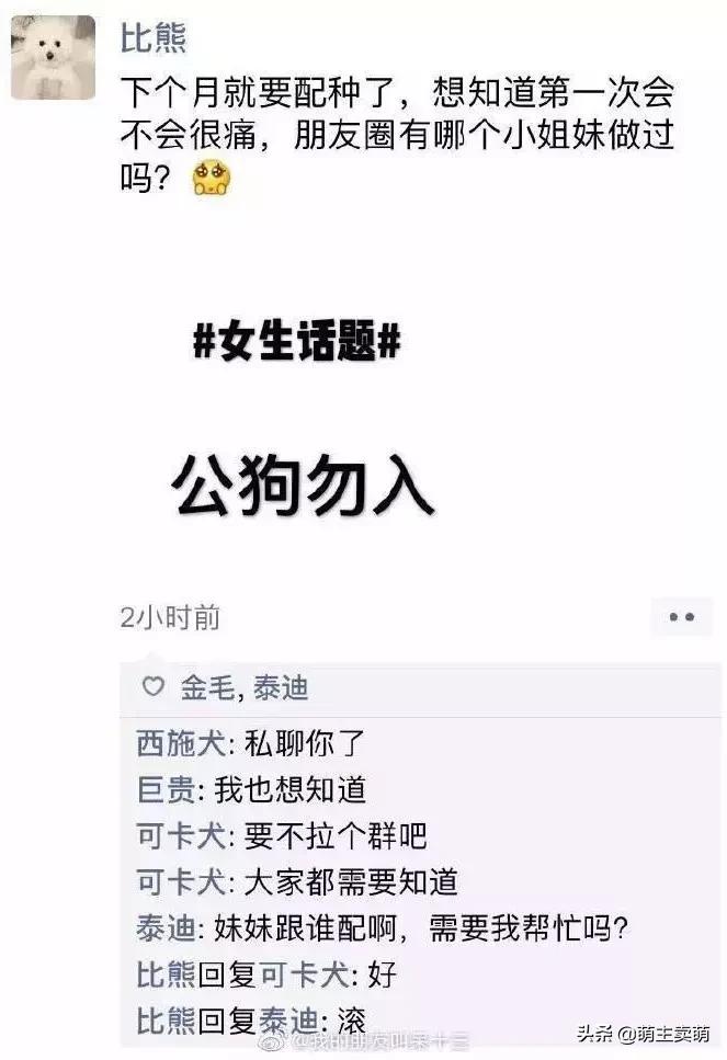 狗拟人化的性格,各种狗狗拟人化