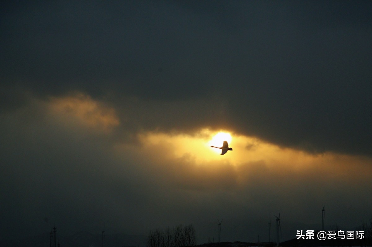 观鸟作品,观鸟优秀作品