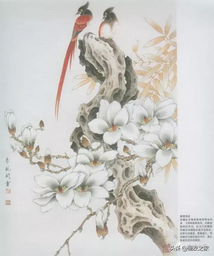 工笔玉兰的画法和染色,工笔玉兰花教学