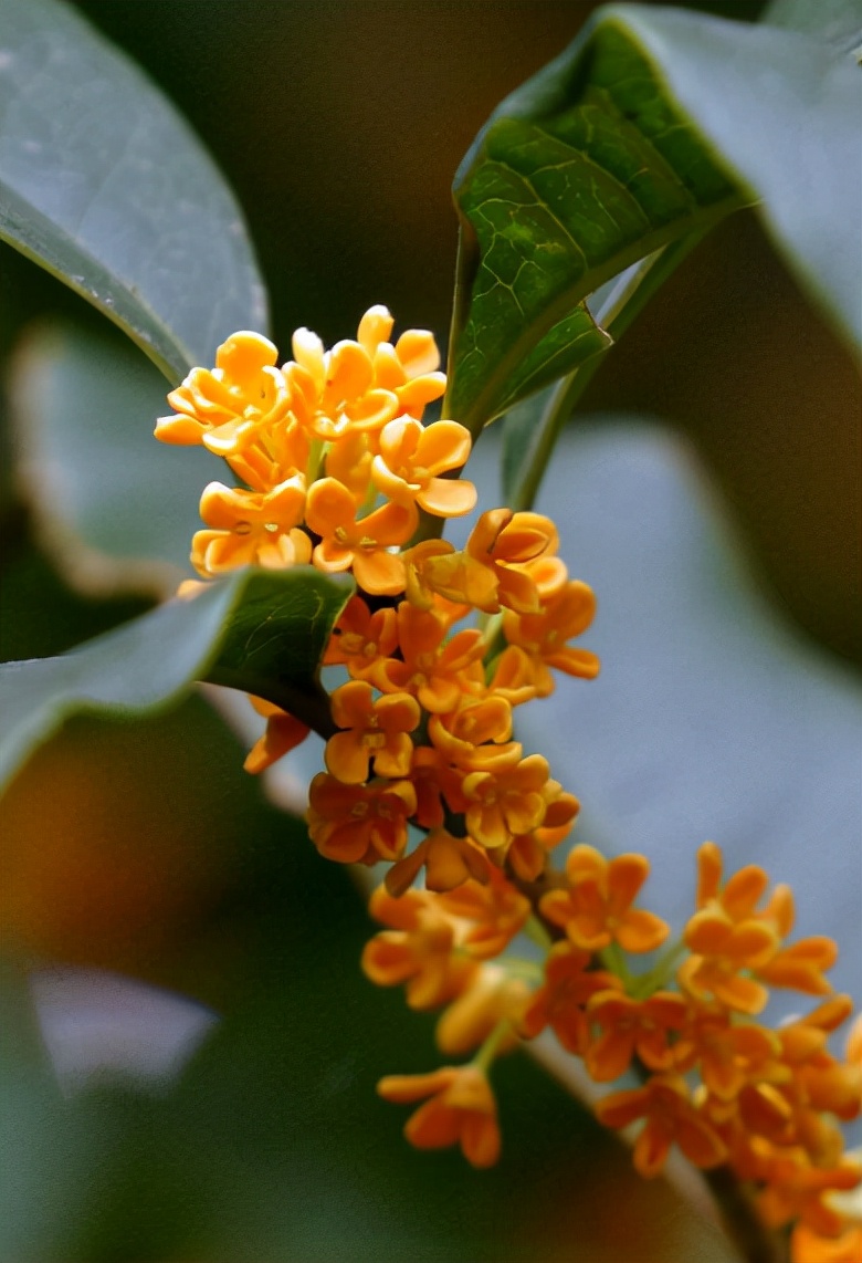 黄正华|客寄他乡两鬓秋,梦回少小一无忧(原创诗词十五首)