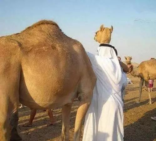 虽然她是在鄙视，不过我突然有了个大胆的想法