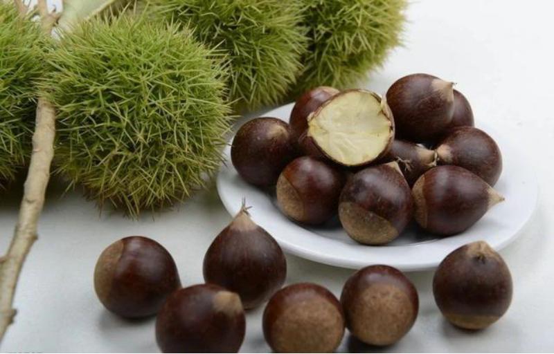 小小的锥栗，大大的美好