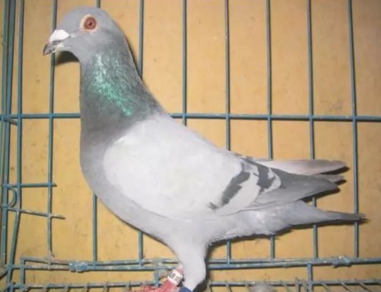 幼鸽出壳多久母鸽才喂食,幼鸽出壳怎么搞