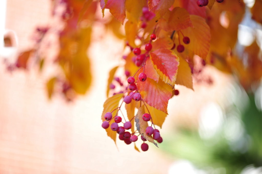 #植物鉴赏#秋日有惊喜，又好看又好吃——水榆花楸，韩国的？