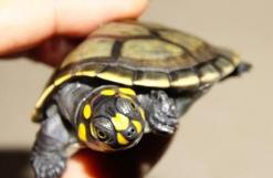 黄头龟在鱼缸里养需要晒背吗,黄头龟在水族箱怎么养