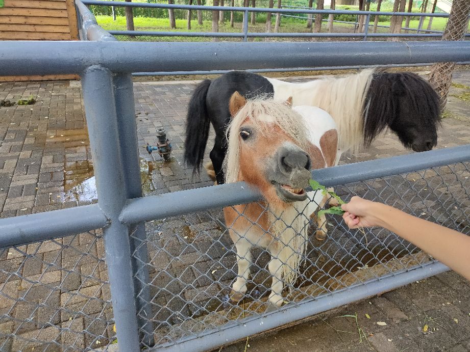 沈阳优待证免费的景点,沈阳70岁以上免费景点