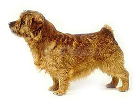 聪明的小宠物狗都有哪些品种,哪种宠物狗最聪明听话又好养