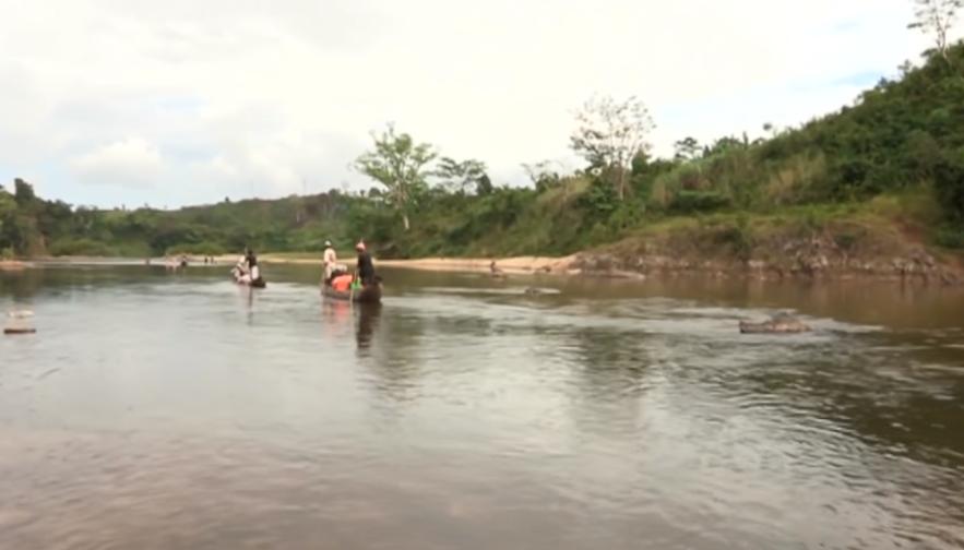 实拍非洲紫檀木*私走**全过程：护林员做*私走**，一根紫檀木赚三万