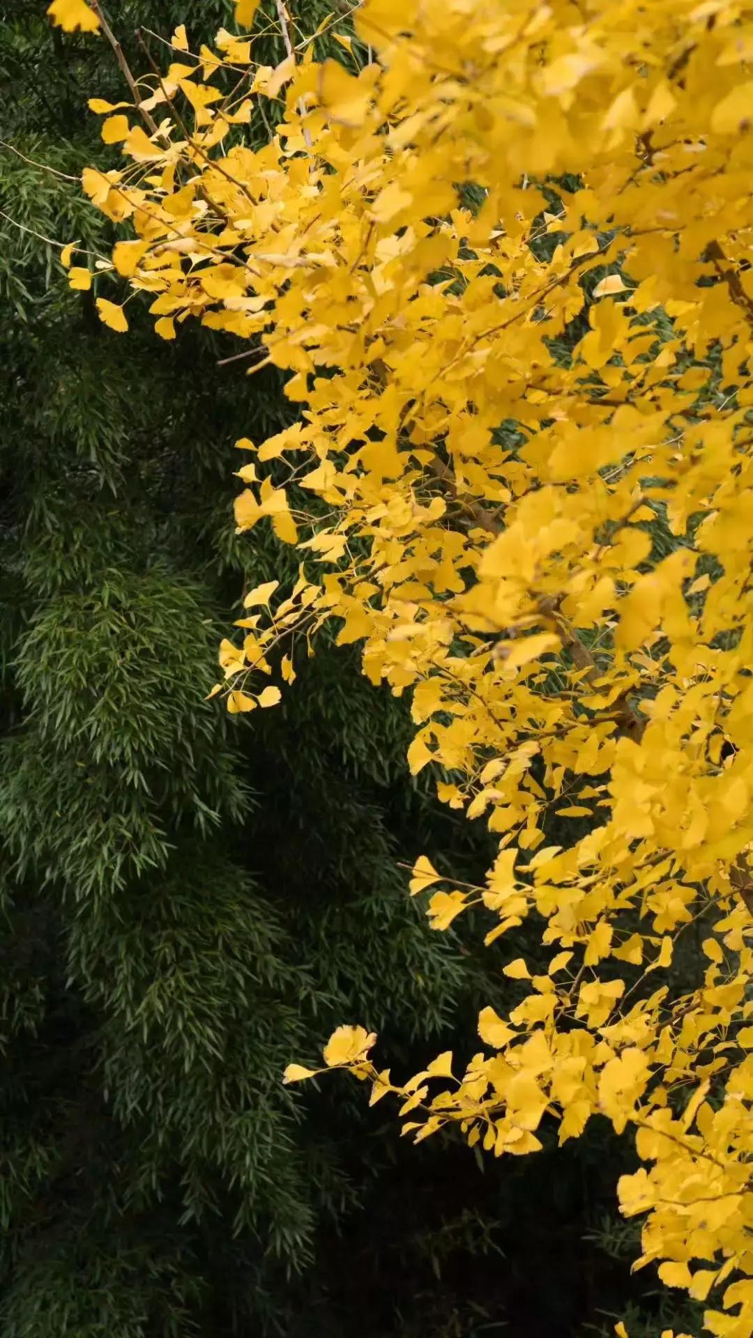 莫干山独一无二的酒店,莫干山像酒店一样的民宿