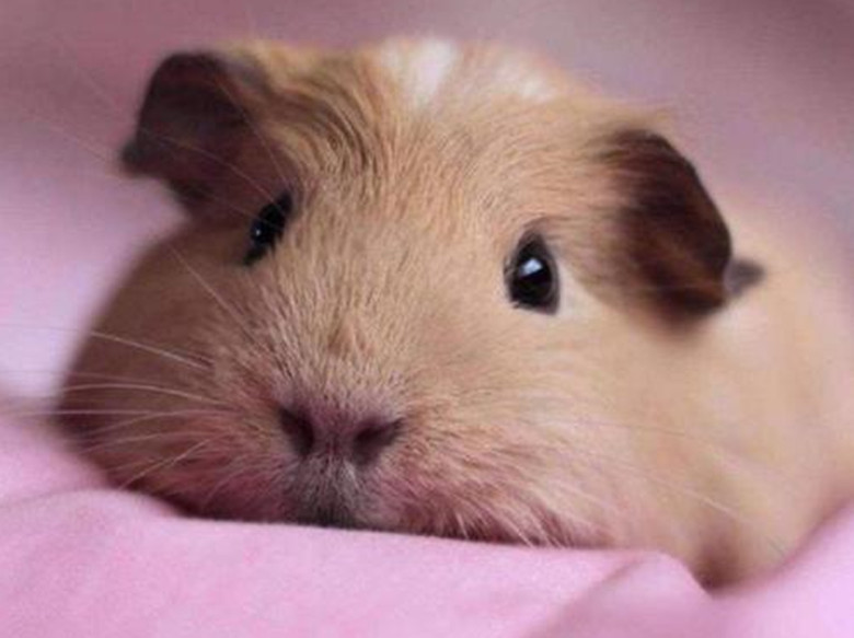 养100只荷兰猪能赚钱吗,养荷兰猪需要准备什么东西