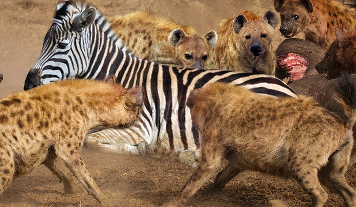 鬣狗为何会怕非洲人？看看非洲人怎么训练它们的，不服就打到服