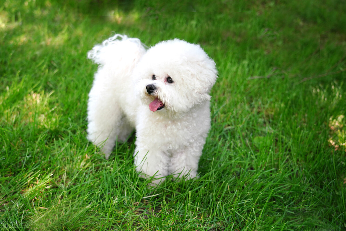 比熊有泪痕的征兆怎么办,比熊浑身长斑点什么原因