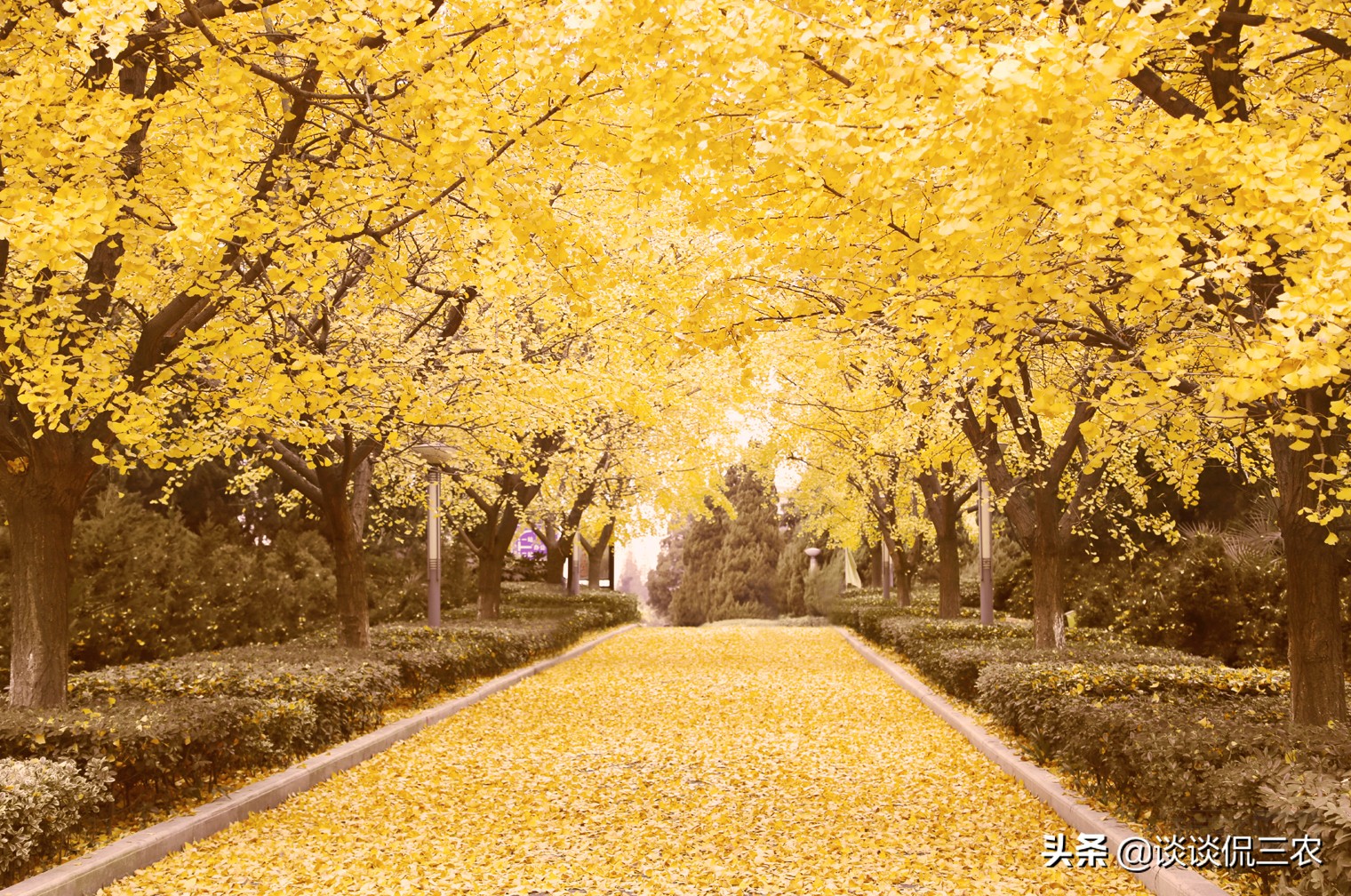 银杏为什么价格会暴跌,银杏为何一跌再跌