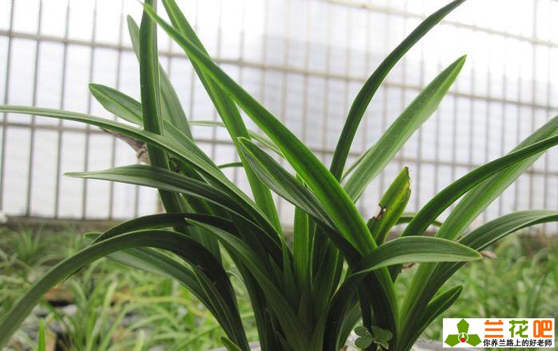 兰花皮草,皮草兰花