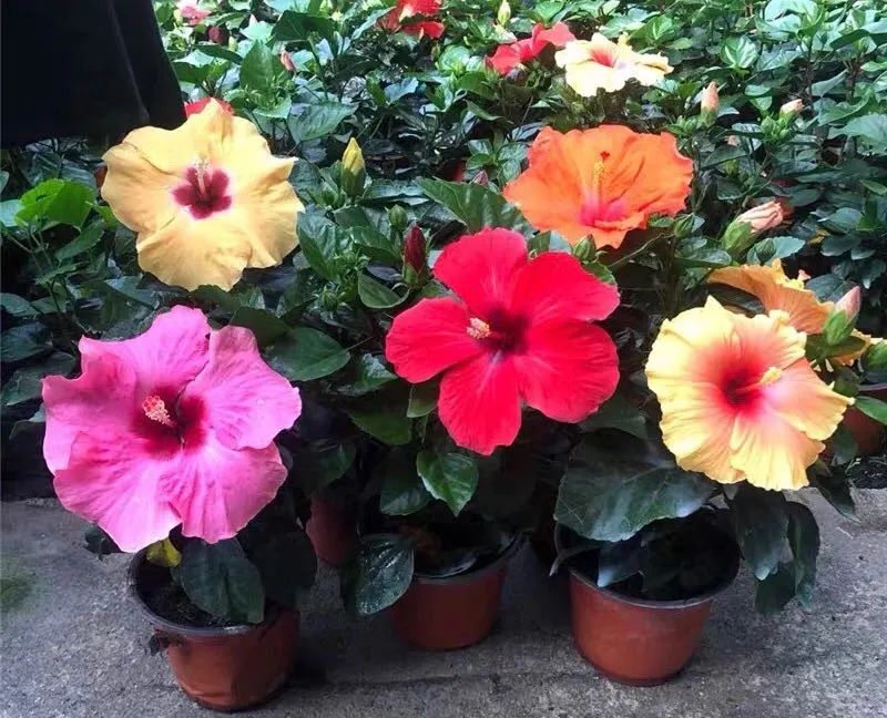 扶桑花养护方法大全,春天养这7种花