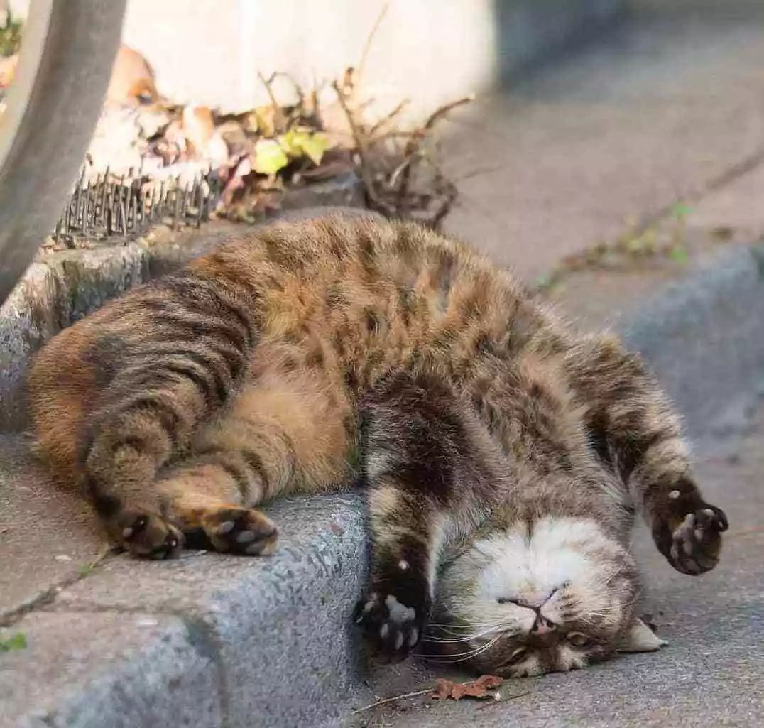 猫咪歪头会死吗,猫咪歪头是耳螨还是中耳炎