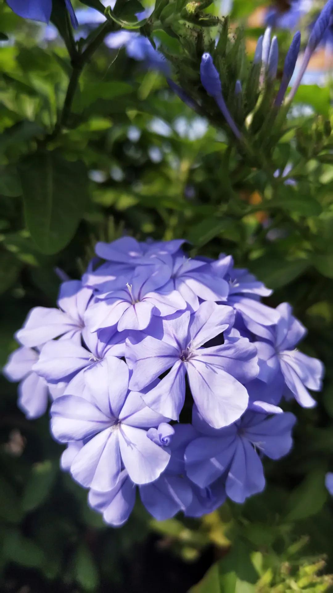 “雪”花那个PiaoPiao，这个世界真好
