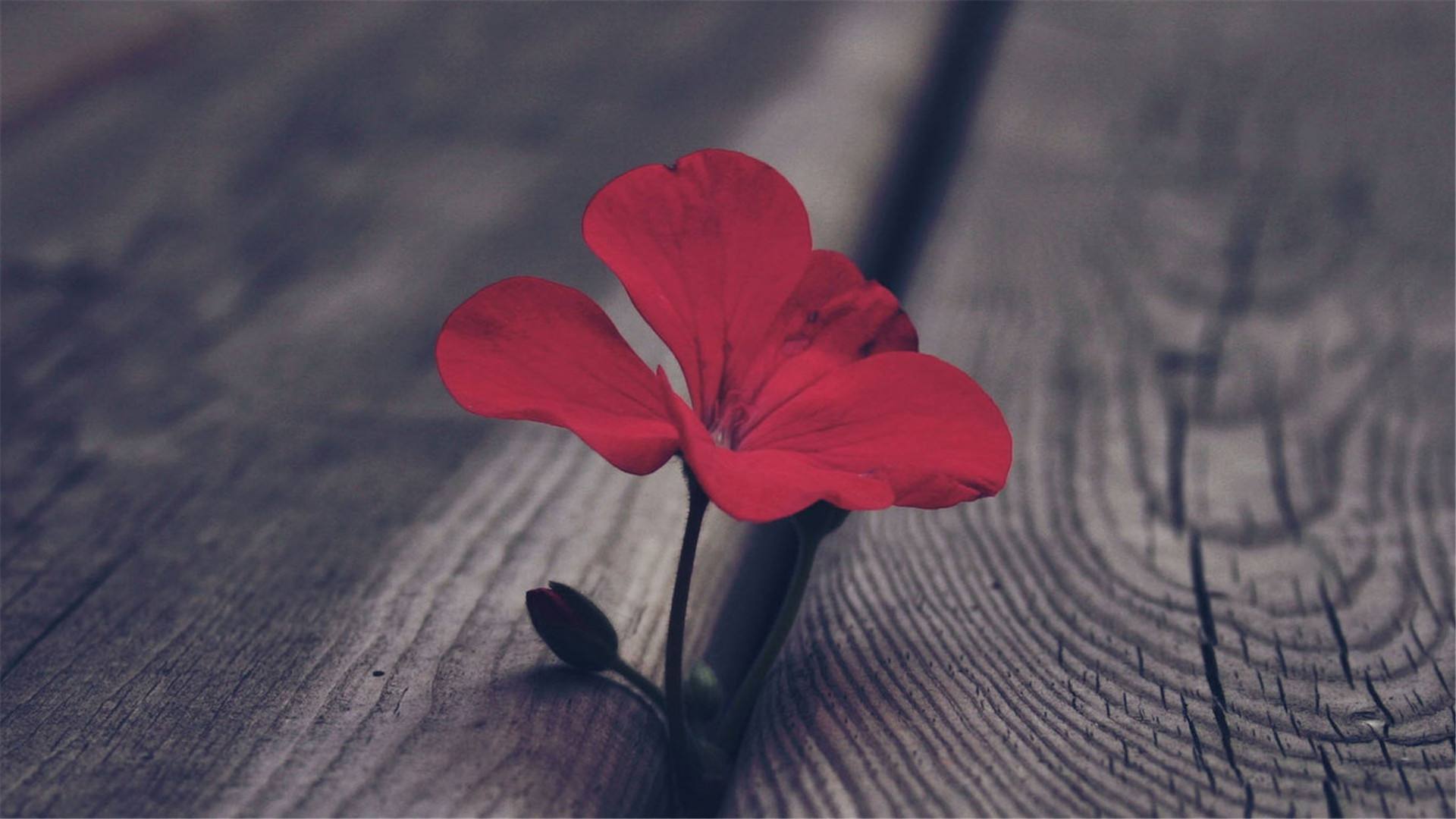 家长不能对孩子说的十句话,家长不能对孩子说的10句话动画