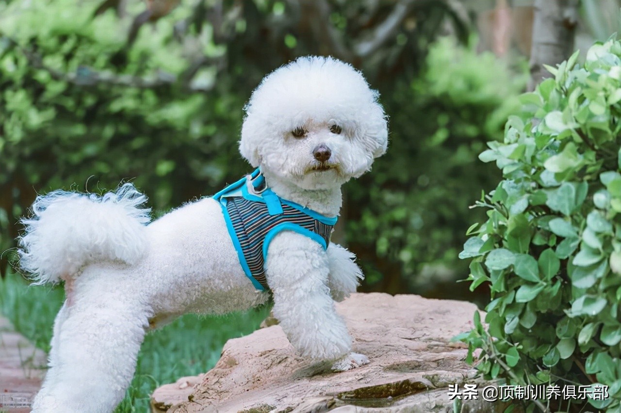 比熊幼犬三个月狗粮要泡水吗,比熊幼犬到新家3天后打喷嚏