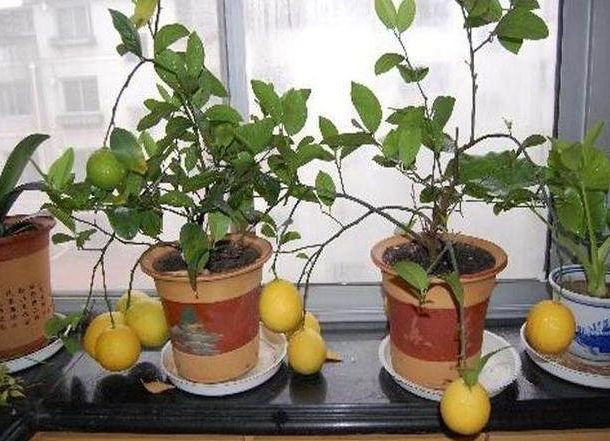 驱蚊柠檬盆栽,柠檬盆栽作用与功效