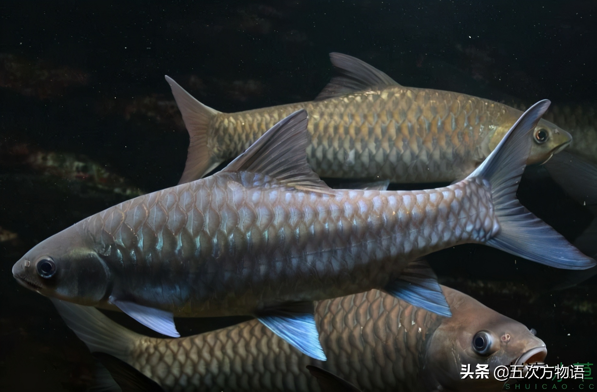 最神秘的淡水鱼,世界上最好吃的淡水鱼