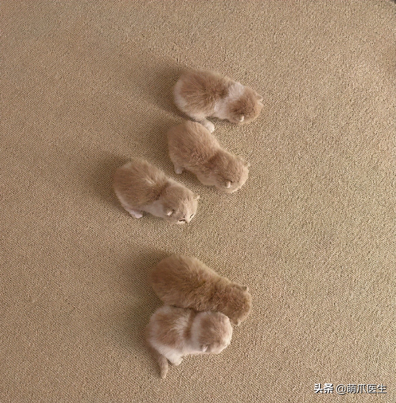 猫：来啊，踩我屁股啊，使点劲儿