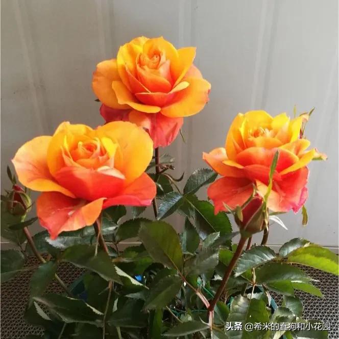 苦尽甘来栀子花,苦尽甘来推荐