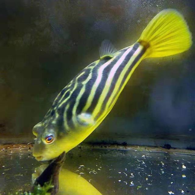 鱼缸硝化细菌都死亡了怎么办,鱼缸中的硝化细菌怎么产生的