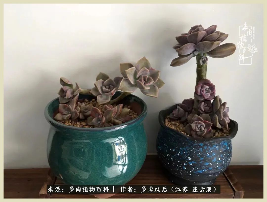 多去花前谈以后，少来月下忆当年